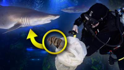 Tennessee Aquarium Thumbnail