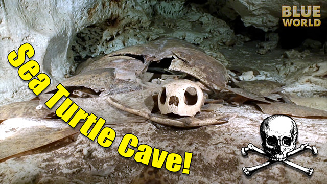 sea-turtle-cave-640.jpg