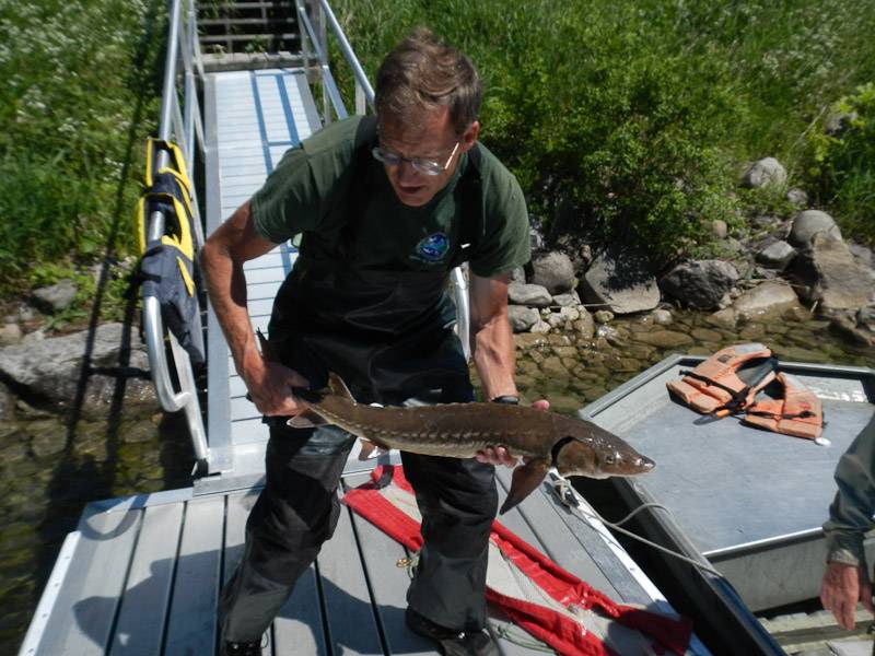 Rodger releasing a sturgeon after weighing it and checking its tags. &copy; Jonathan Bird’s Blue World TV