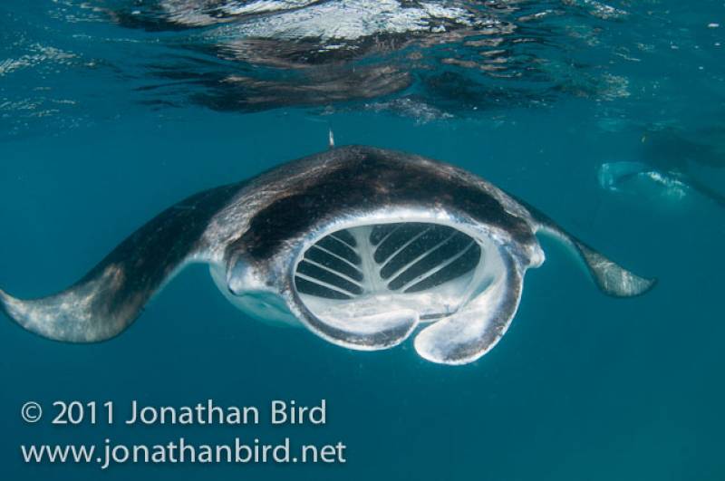 A Manta feeding on plankton at Hanifaru Bay, Maldives. &copy; Jonathan Bird’s Blue World TV