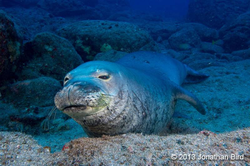 A Hawaiian Monk seal resting on the sea floor at 80 feet off Lehua Island, Hawaii. &copy; Jonathan Bird’s Blue World TV