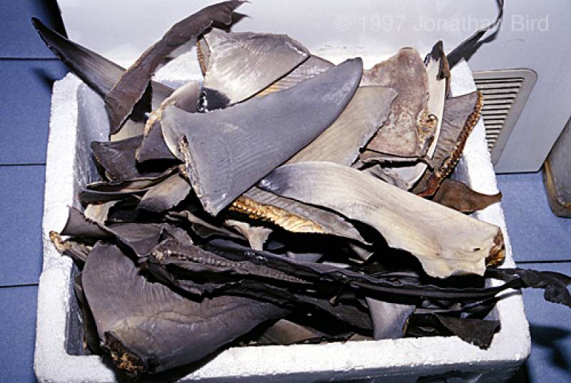 Dried shark fins at a market in Malaysia. Photo by Jonathan Bird &copy; Jonathan Bird’s Blue World TV