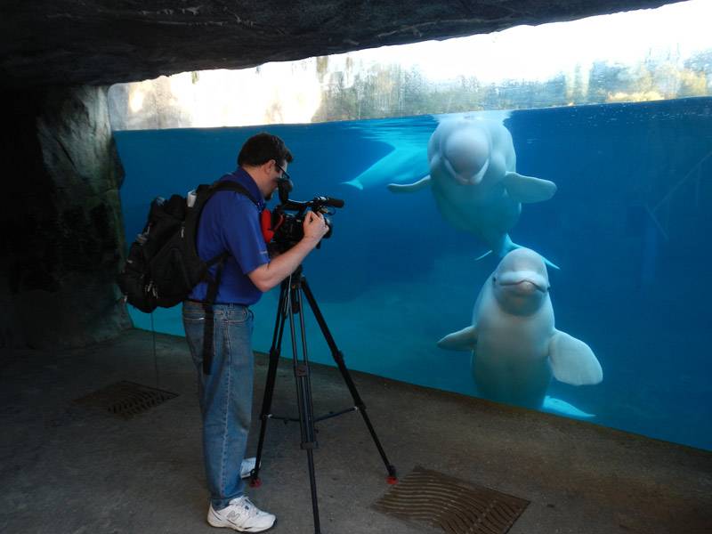 Editor Tim filming belugas, while they watch him in amusement. &copy; Jonathan Bird’s Blue World TV