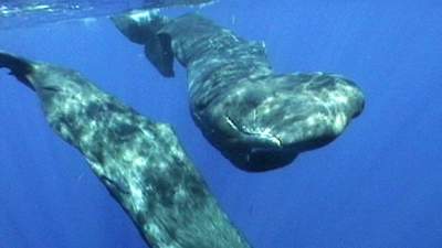 03-sperm-whales-dominica.jpg