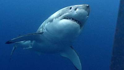 05-great-white-shark.jpg