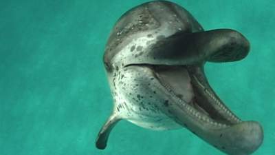 08-spotted-dolphins.jpg