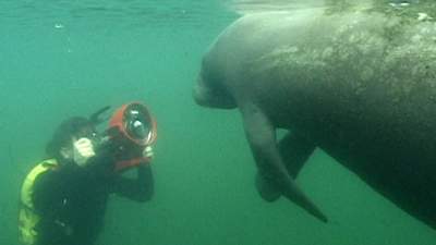 09-manatee-sea-cow.jpg