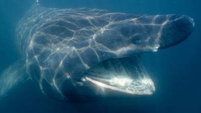15-basking-sharks.jpg