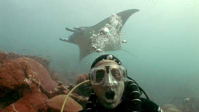 20-manta-rays-yap.jpg