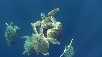 23-green-sea-turtles-mating.jpg