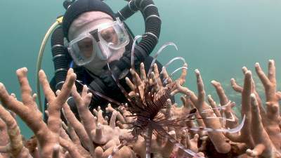 27-venomous-fish-lionfish.jpg