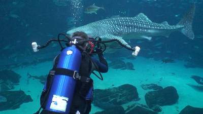 37-georgia-aquarium-whale-shark.jpg