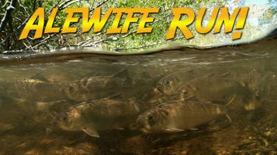 Alewife-run-640.jpg