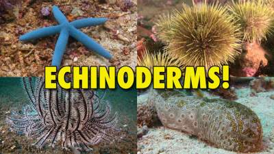 Echinoderms-640.jpg