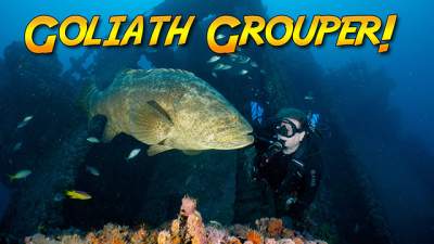 Goliath-Grouper-Wilbur-640.jpg