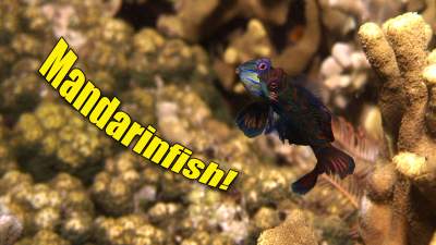 Mandarinfish-text.jpg