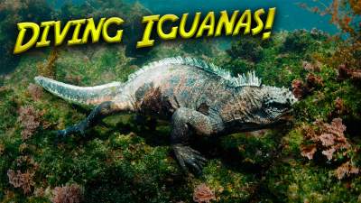 Marine Iguana Thumbnail