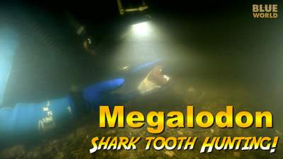 Megalodon-640.jpg