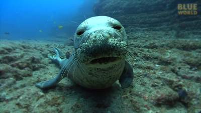 Monk-seal-640.jpg