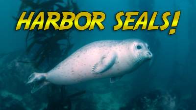 Harbor Seal