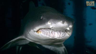 Sand-tiger-shark-640.jpg