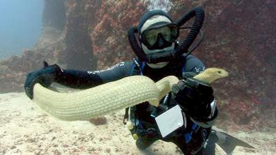 Sea-snake640.jpg