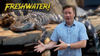 Tennessee Aquarium Freshwater