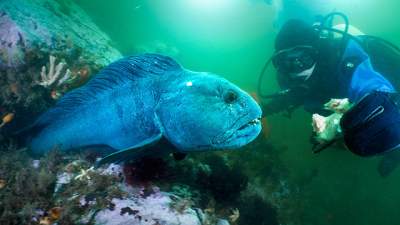 Wolffish-thumb-640.jpg