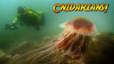 cnidarian-alternate-640.jpg