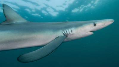 extra-pelagic-sharks.jpg