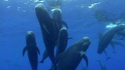 extra-toothed-whales.jpg