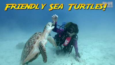 friendly-sea-turtles-640.jpg