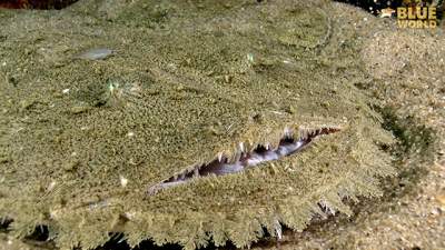 goosefish-640.jpg