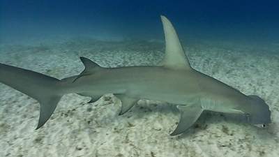 great-hammerhead-640.jpg