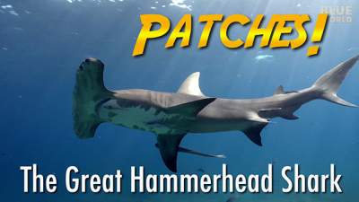 hammerhead-patches-640.jpg