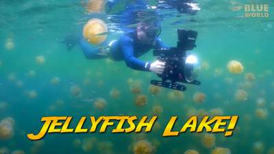 jellyfish-lake-640.jpg