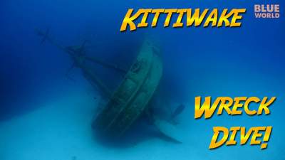 kittiwake-640.jpg