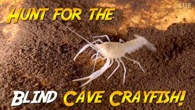 little-river-crayfish-640.jpg