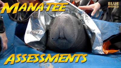manatee-assessments-640.jpg