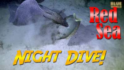 red-sea-night-dive.jpg