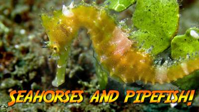 seahorse-thumbnail-640.jpg