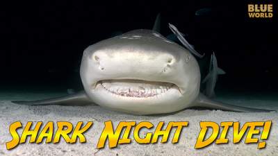 shark-night-dive-640.jpg