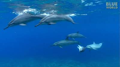 spinner-dolphin-640.jpg