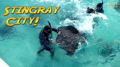 stingray-city-640.jpg