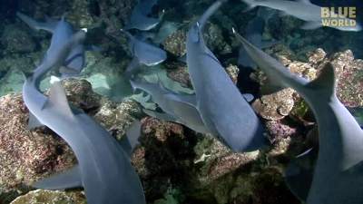 white-tip-reef-shark-640.jpg