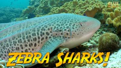 zebra-sharks-640.jpg